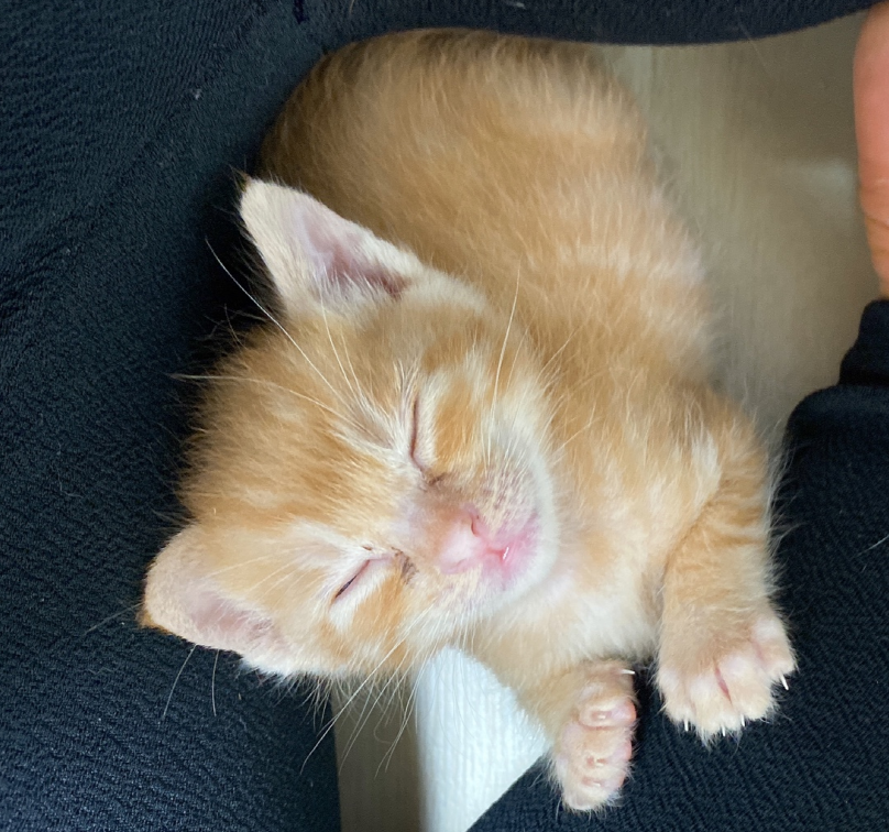 meon0721's tweet photo. #고양이입양 #RT홍보 #서울 #광주 #전남 #전북 #대전 #부산
한날 한시에 태어난 치즈냥이지만 성격은 180도 다른매력이 느껴지는 사진을 맛보세요! 이런 귀여운 친구들이 평생 가족을 찾고 있다구욧! 많관부!
입양문의는 ↓↓오픈카톡!↓↓
https://t.co/9fAeilzEoj
<좌 도                     우 미> https://t.co/GKSSLclHd8
