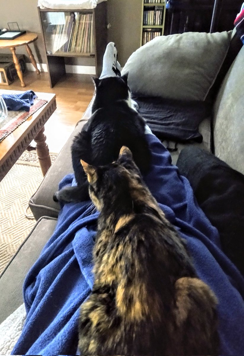 is_WinterBorn's tweet photo. Well, I don't see myself getting up in any foreseeable future.. ๐
#KittyTrain https://t.co/nPFCMjxsQ8