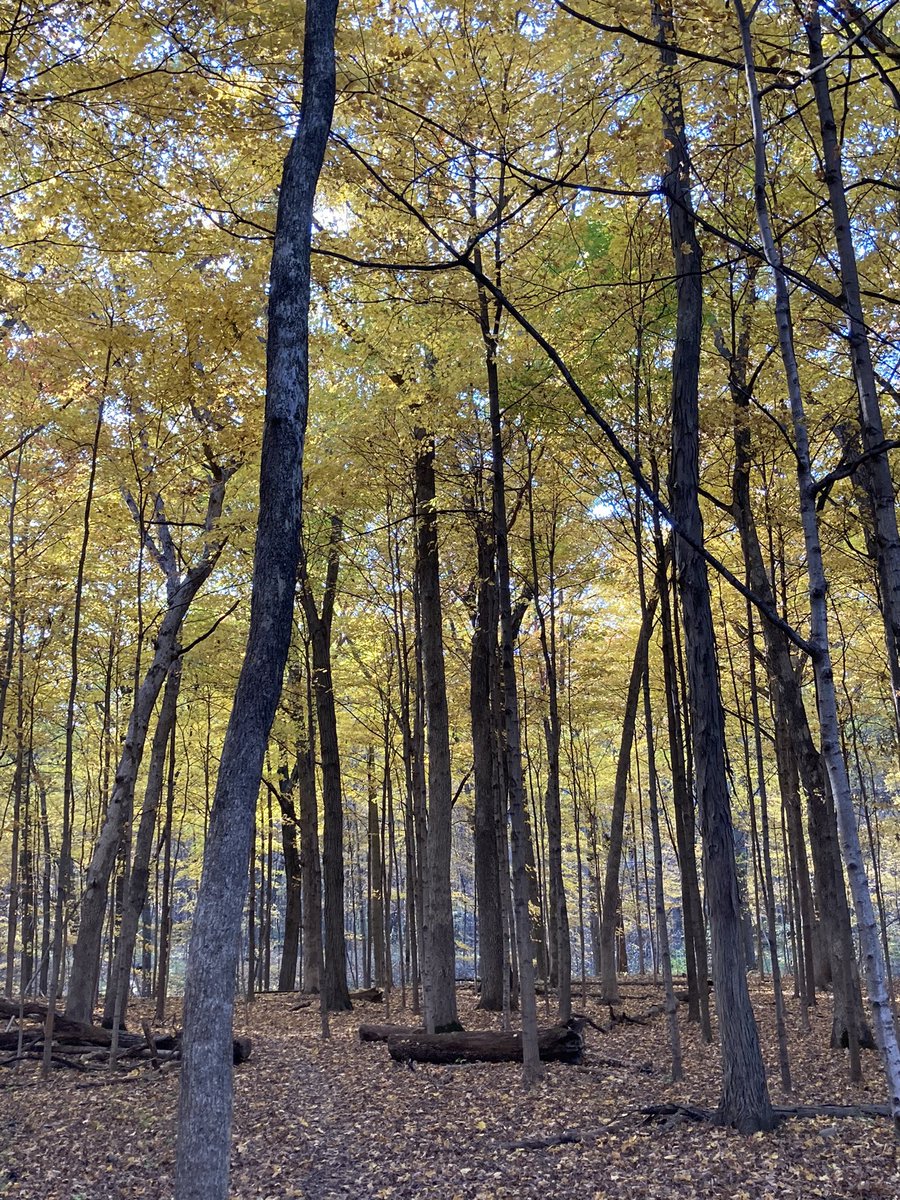 joco0614's tweet photo. Some photos from my afternoon walk in the woods. #TwitterNatureCommunity #PeakColor https://t.co/bXNmB2AmSU