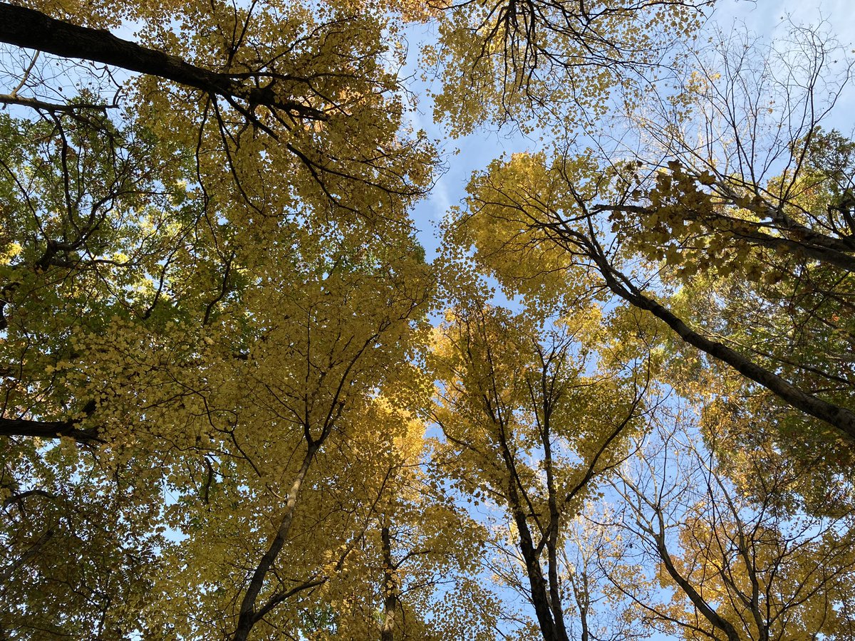 joco0614's tweet photo. Some photos from my afternoon walk in the woods. #TwitterNatureCommunity #PeakColor https://t.co/bXNmB2AmSU