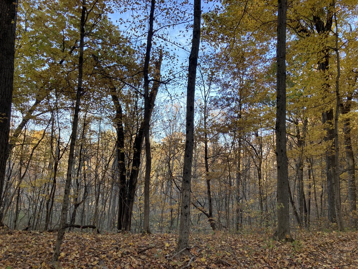 joco0614's tweet photo. Some photos from my afternoon walk in the woods. #TwitterNatureCommunity #PeakColor https://t.co/bXNmB2AmSU