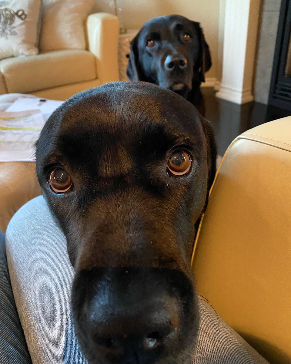 PADSk9Merlot's tweet photo. No time change here, & our supper is still not served on time. #whatgives #getittogether #excuses #Daylight Savings #Merlot #padschanel #hungry #firstworlddogproblems #dogsoftwitter #Saskatchewan @PADSdogs @reginapolice https://t.co/pGBo7OoENo
