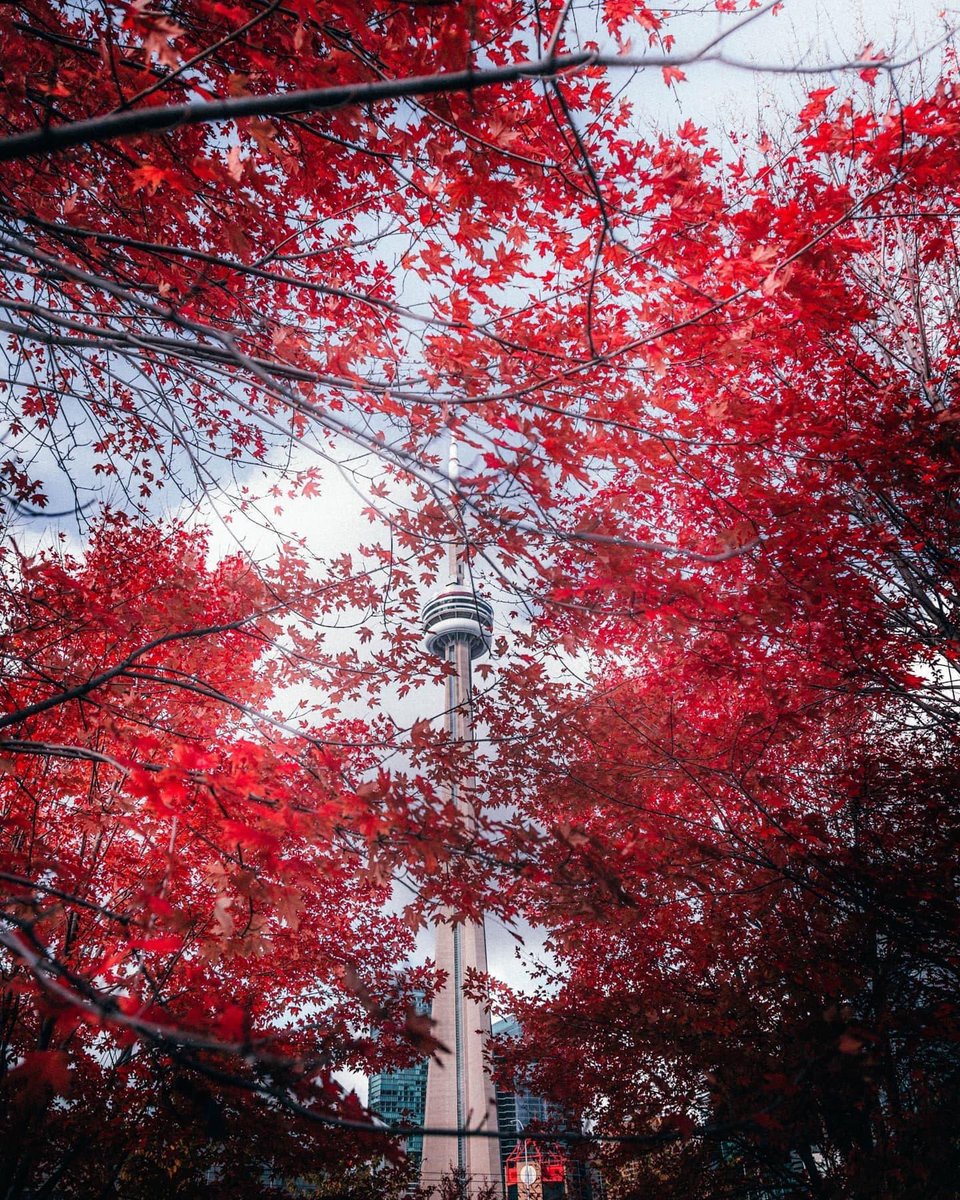 tuuliberry's tweet image. To fall for…🍁🇨🇦 

📸 IG adam.jagielnik.
#SeeTorontoNow #FallTO