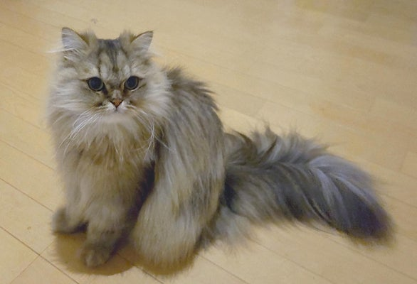 livedoornews's tweet photo. 1000RT：【寄付2億円超】猫の腎臓病治療薬、東大が来春にも臨床試験再開へ
https://t.co/su9Mx1MhjP

愛猫家らから計2億円超の寄付が集まったことをきっかけに、臨床試験に協力する企業が現れたという。結果が出るのは試験開始から1年後で、猫用の医薬品として農水省の承認を得たい考え。 https://t.co/uFpgHOmzVM