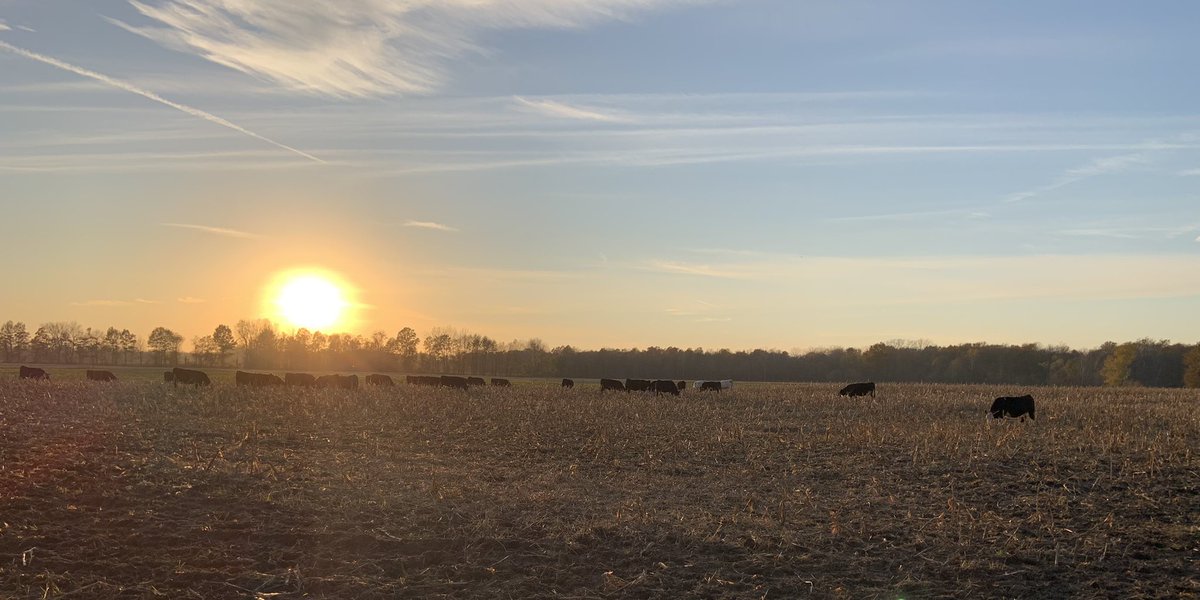 koylestewart's tweet photo. Welcome back home ladies. 
“And the sun took a step back, the leaves lulled themselves to sleep and autumn was awakened.”(Franco) https://t.co/wmxbfMM2KE