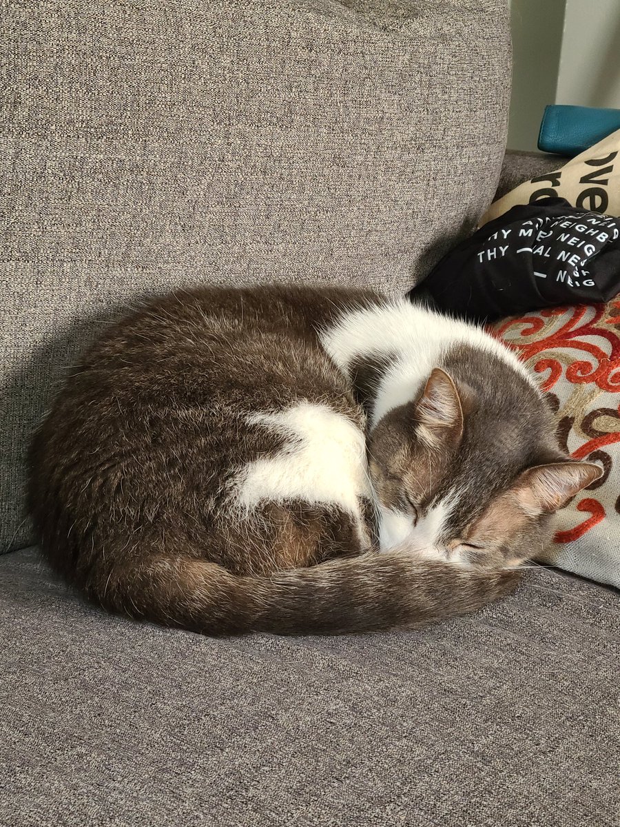 I'm a purrfect little donut! 🍩 #CatsOfTwitter