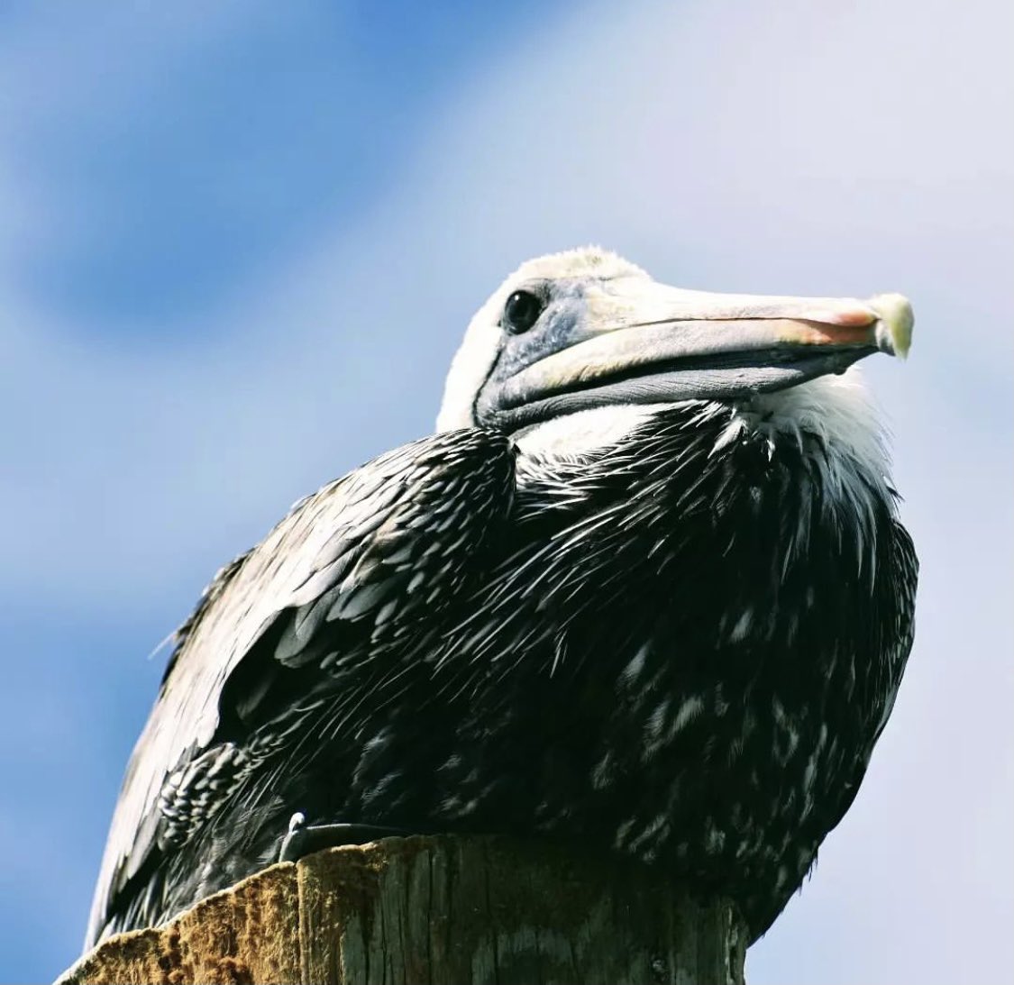 RobbiesMarina's tweet photo. What my phone camera sees when I accidentally flip to my front camera #neckrolls 😅
📸 @seaweed1971
#travel #traveling #florida #floridakeys #islamorada #fishing #robbies #visitflorida #vacation #islandlife https://t.co/VW5WDDkeAA