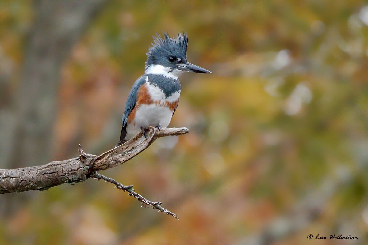 LisaWollerWhit's tweet photo. Lady of the pond…
BELTED KINGFISHER 
Bayard Cutting Arboretum https://t.co/PYx6FrZmUp