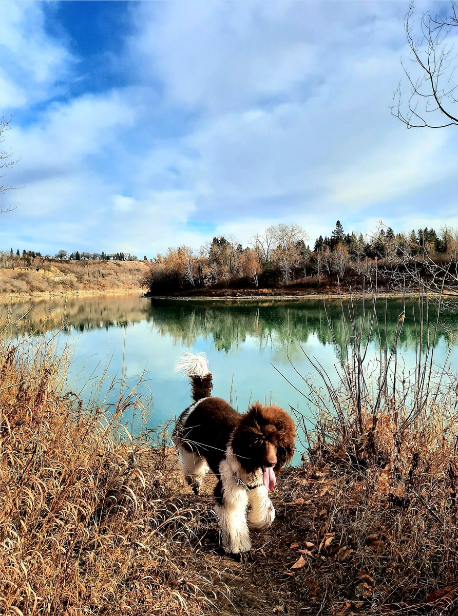 UnleashedExplo1's tweet photo. Some sweet guest hikers this weekend! #unleashedexplorers #yeg #yegdogs #offleash https://t.co/DmqQTFLjbt