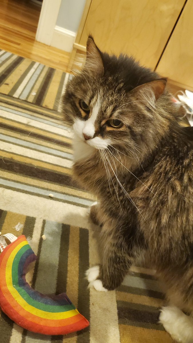 CVSSushi's tweet photo. @farringtonttv she was an amazing cat https://t.co/wN95iFJGJR