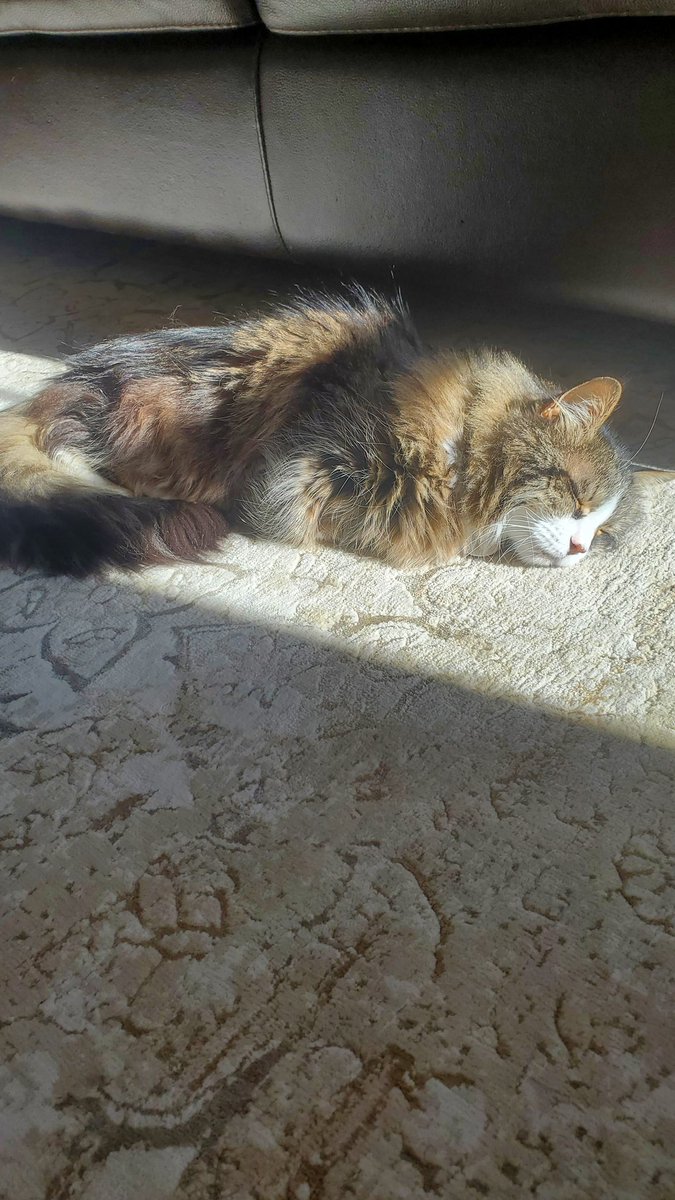 CVSSushi's tweet photo. @farringtonttv she was an amazing cat https://t.co/wN95iFJGJR