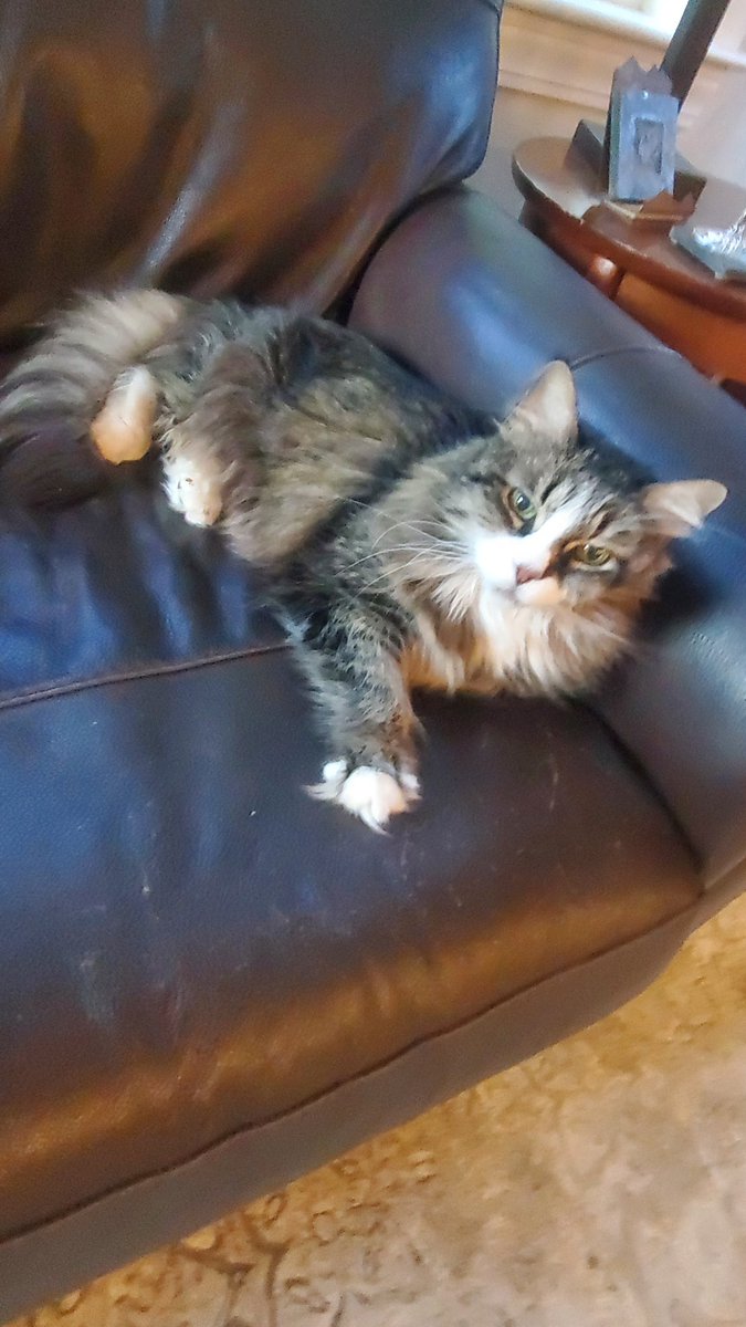 CVSSushi's tweet photo. @farringtonttv she was an amazing cat https://t.co/wN95iFJGJR