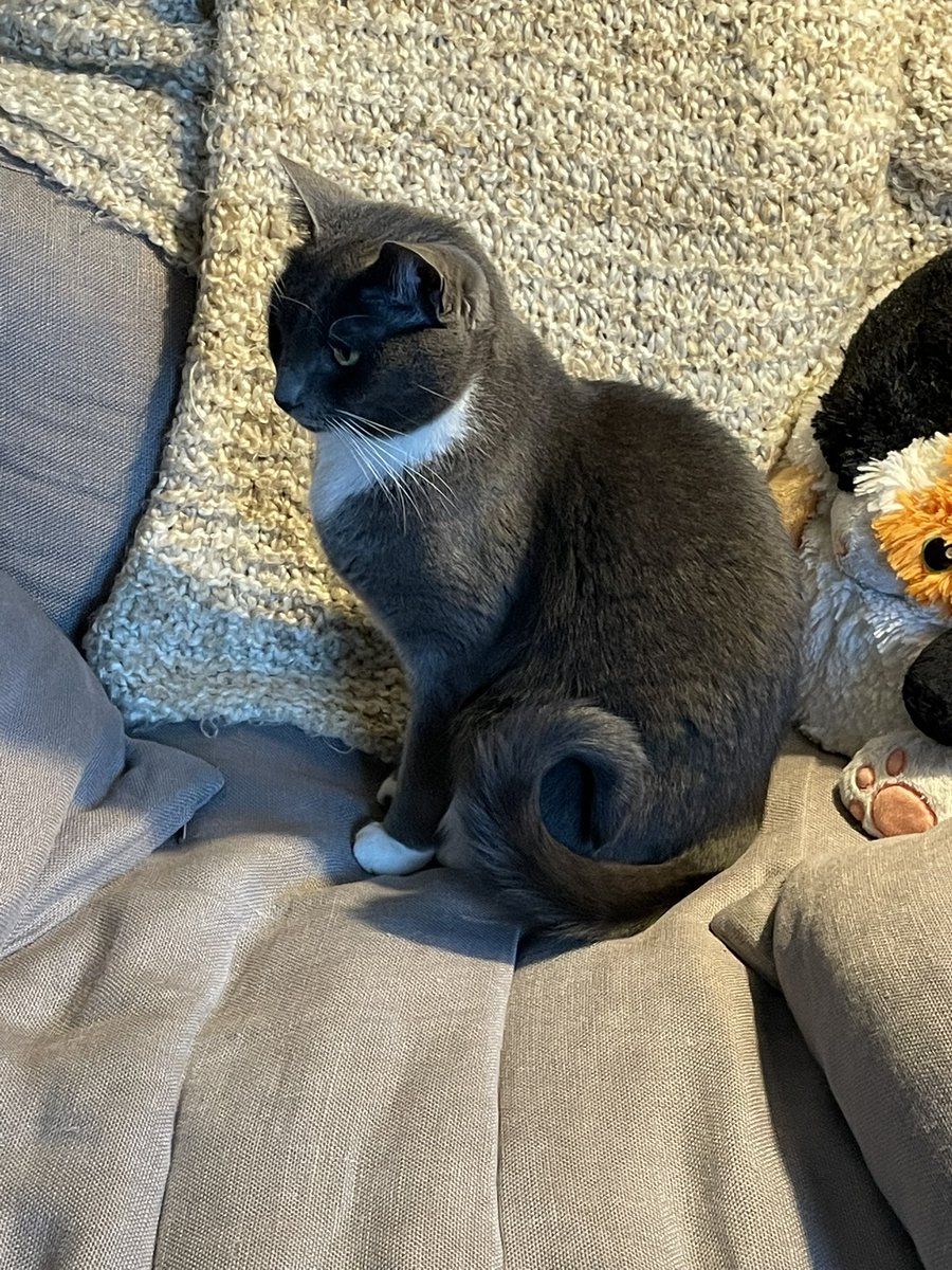 BeatrixAnn1's tweet photo. Burt has a spiral tail. https://t.co/RBWjuQPjFn