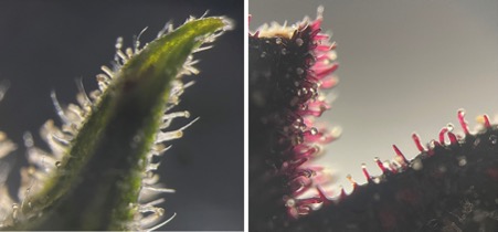 UOWFluorescence's tweet photo. Congratulations to all our MicroWorld Image and Motion Competition Winners! Stunning submissions captured by forefront Microscopy here @MolHorizons 1st place Image winner Jiahua Shi - 'Cannabis Trichromes' https://t.co/ftXRi1GhAt