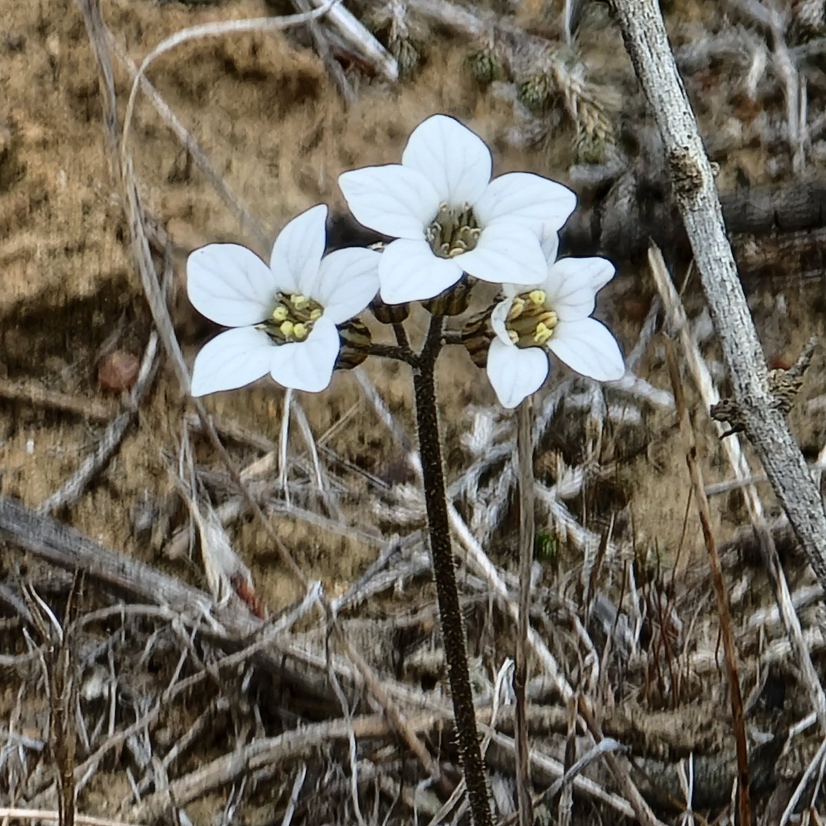 barsiri10's tweet image. #NewProfilePic