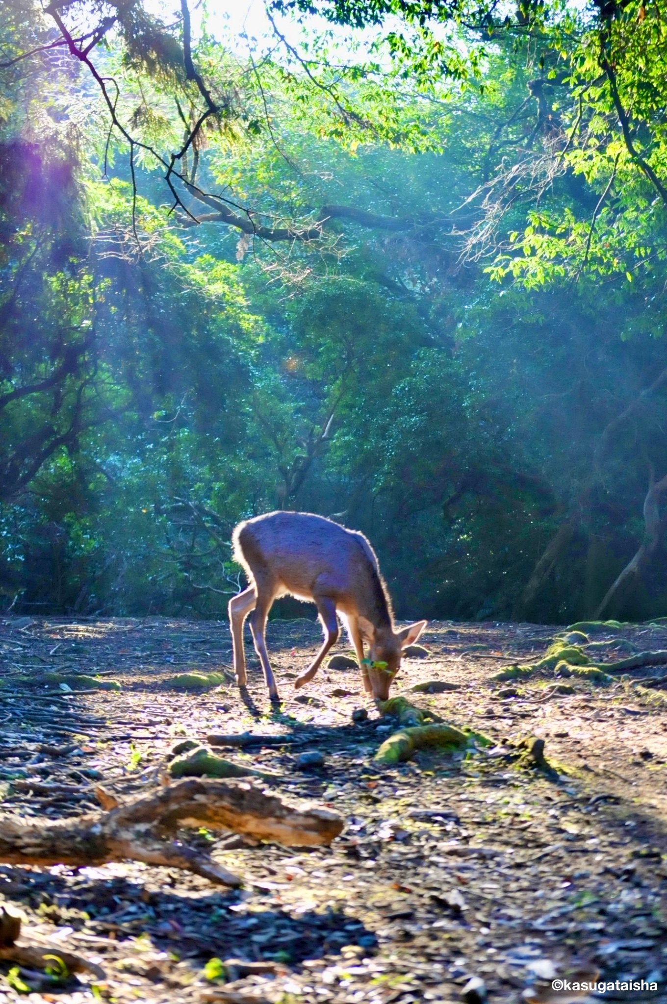 雨夏 Uka Ukauka Twitter