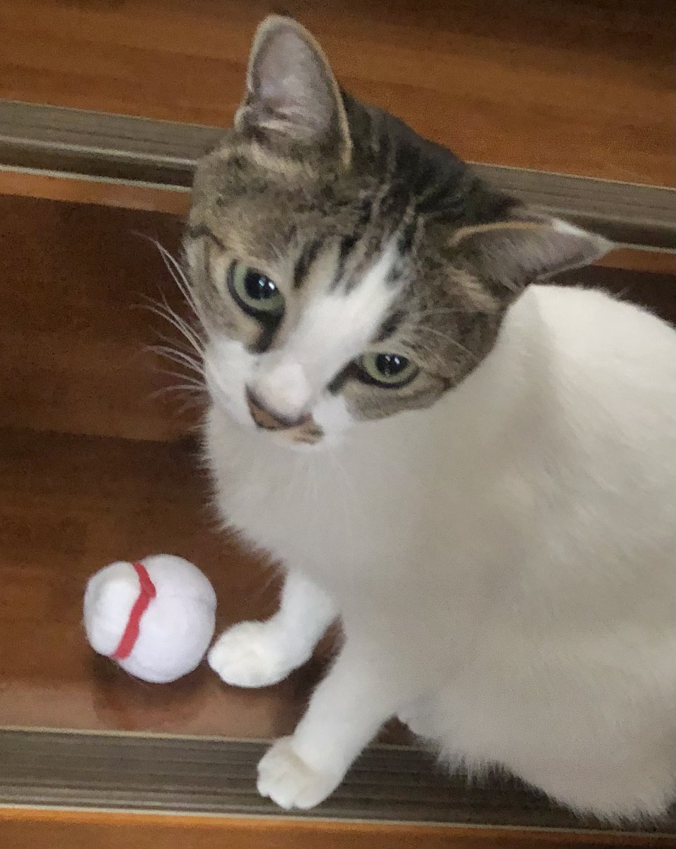 猫の優しさ│フェリシモ猫部 https://t.co/ZFvafnqFBO 