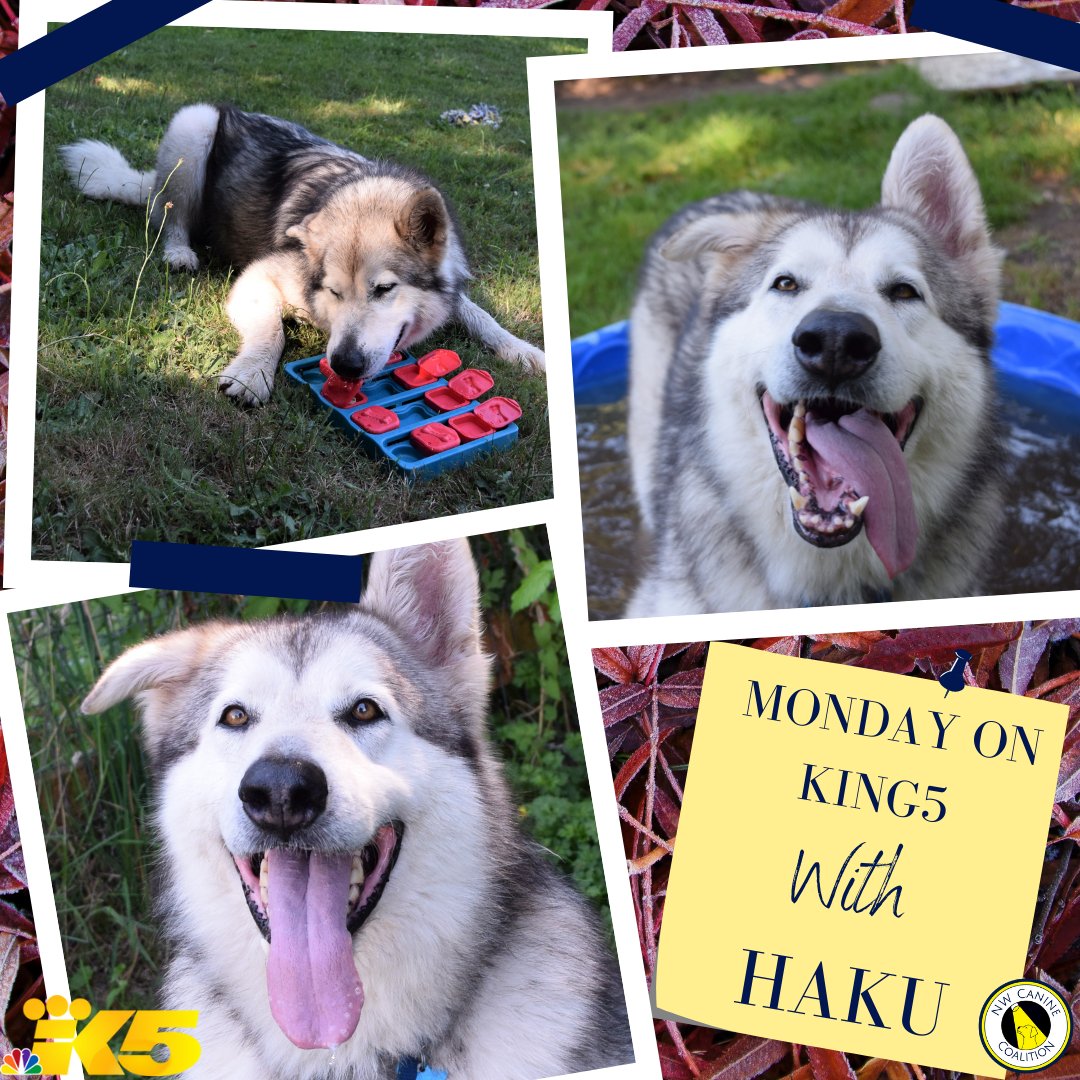 Say Hi to Haku, an active, lovable Malamute who would love to spend time adventuring with you!
Watch him on <a href="/KING5Seattle/">KING 5 News</a> with Steve Bunin between 7-9AM, Noon, and 4PM. To learn more about Haku, visit NWCanineCoalition.org, and click on the logo for our partner rescue WAMAL!🐾