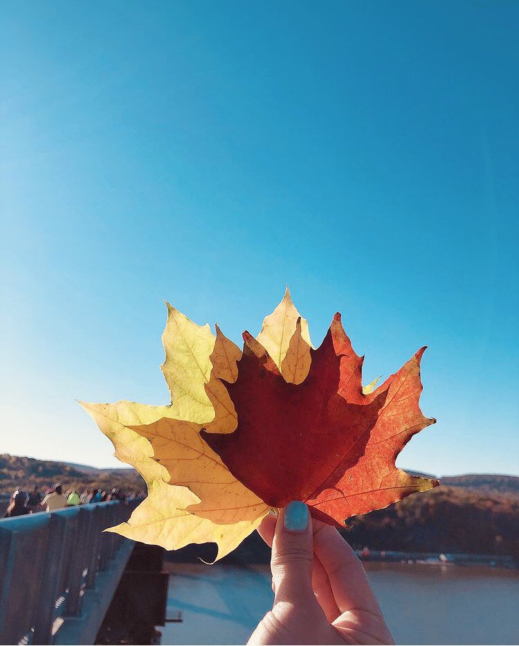 yuqincai's tweet photo. That time of year thou mayst in me behold
When yellow leaves, or none, or few, do hang
Upon those boughs which shake against the cold,
Bare ruin'd choirs, where late the sweet birds sang. #sonnet73 #ShakespeareSunday https://t.co/1fNYLJzWFC