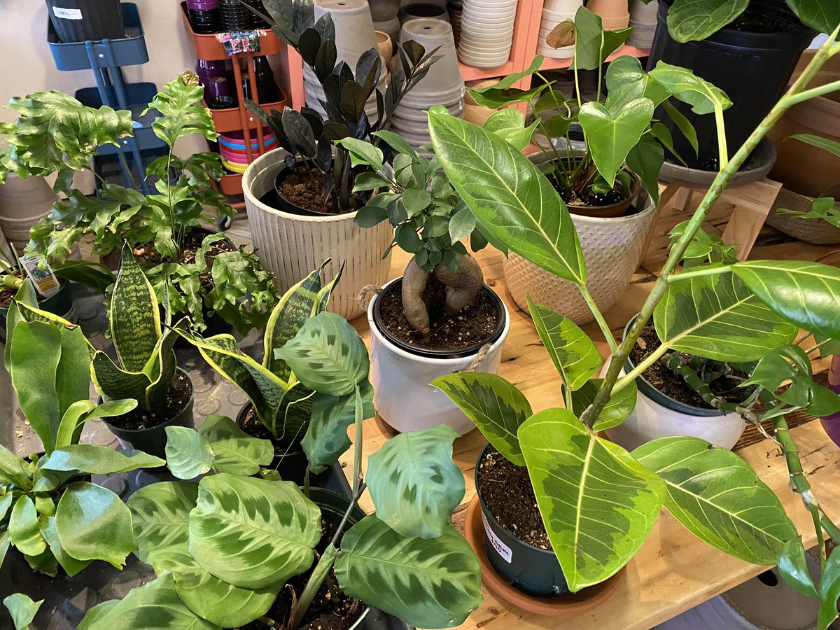 Hope_DW's tweet photo. Oh! Hello! Don’t mind if I do. 😌🪴🪴♥️♥️♥️
#PlantHeaven #PlantMom #GreenGoddess #PerfectLittleBKShop #PlantSale #YesPlease #OneOfEverything #GreenThumb #Planted #HappyPlace https://t.co/mEafvJVX8I