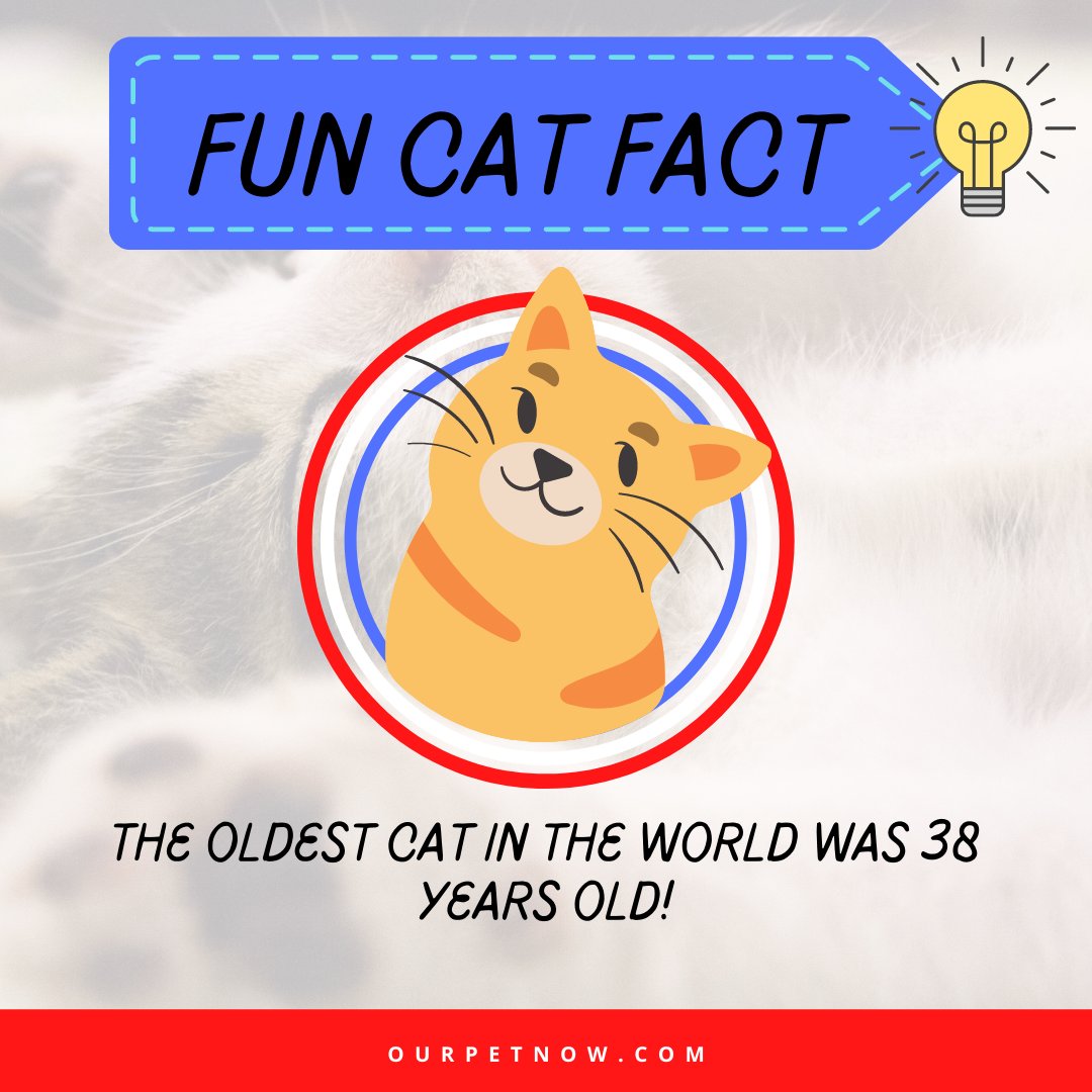 OurPetNow's tweet photo. The oldest cat to have ever lived was 38 years and 3 days old when he passed away.

#ourpetnow #organicdogsupplies #cats #catlovers #catlove #catcare #organiccatsupplies #organicpetfood #organicpettreats #ecofriendly #petcare #petcareneeds #catfacts #funfact https://t.co/5ZtRaEIl7B