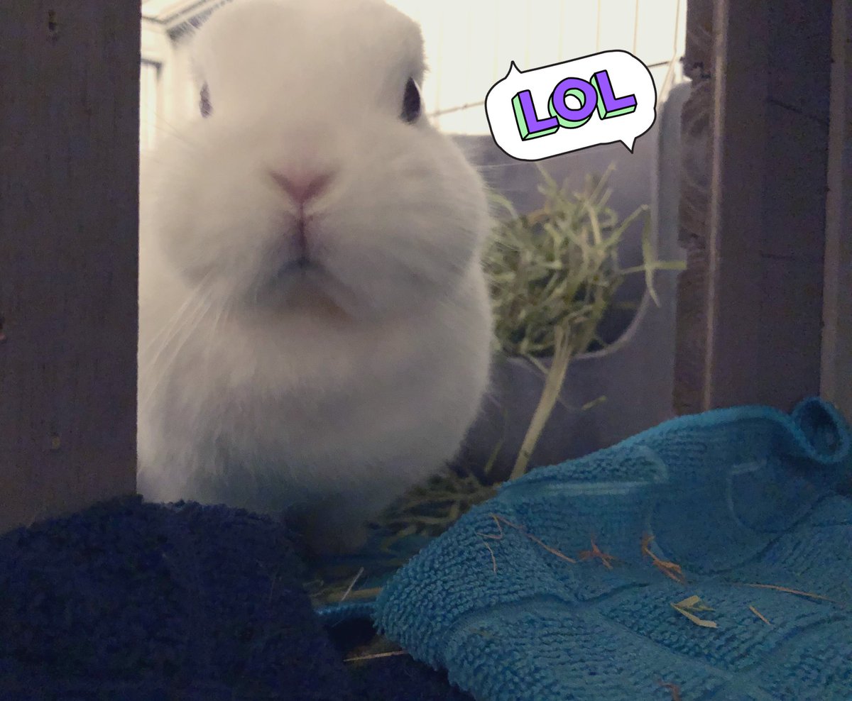 MagicZeBunny's tweet photo. Tonight, Hoom did a deep clean in mes bedroom. Me did NOT enjoy ze overall process + tossed all ze clean blankets about! Me has since calmed down + even got a blueberry for mes troubles #NighttimePhotoShoot #CleanUpCleanUp #DaylightSavingTime π«β‘οΈ https://t.co/cWUflhOkBJ