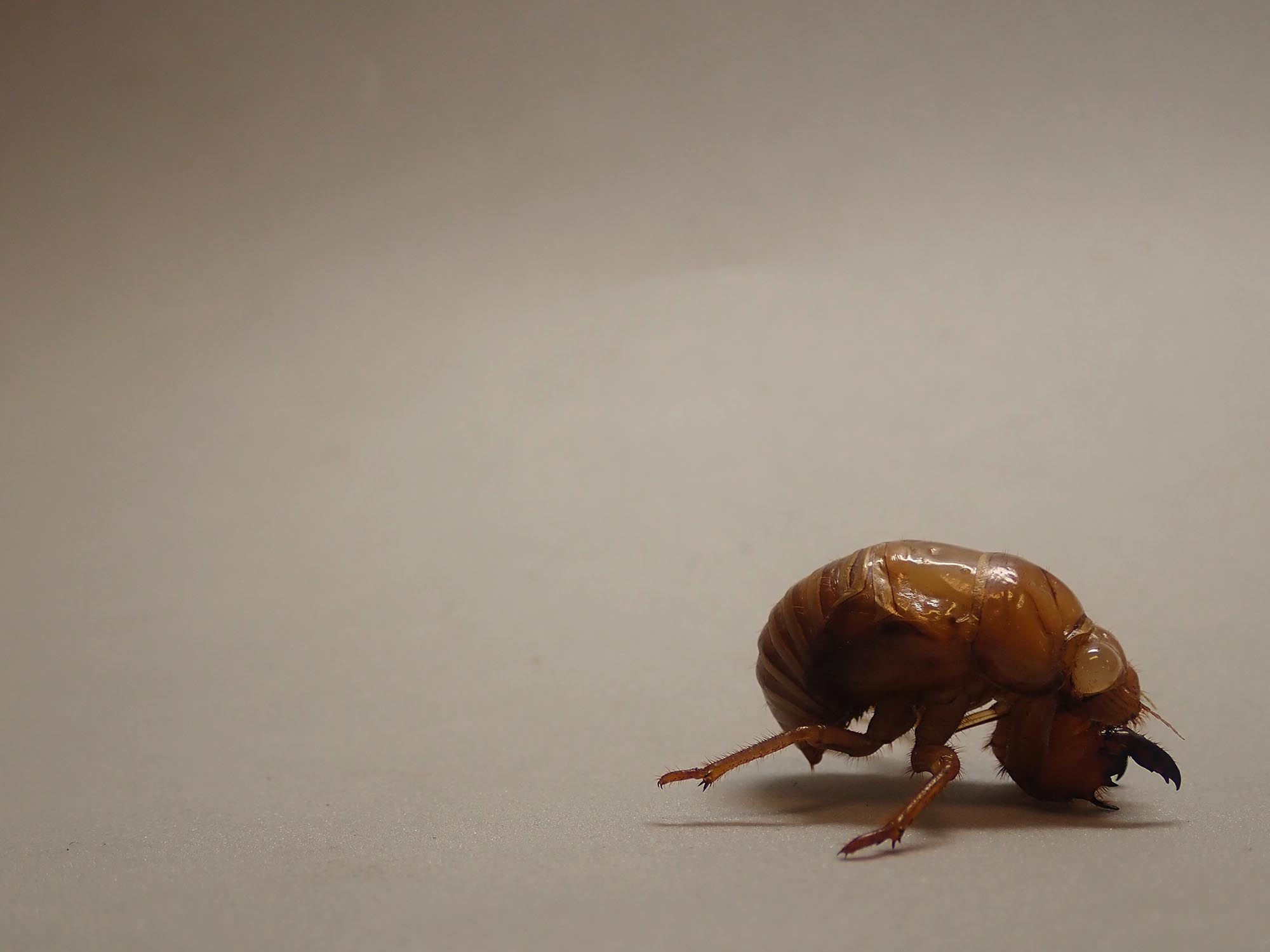 豊田ホタルの里ミュージアム セミの幼虫を手に入れました この虫の幼虫は羽化の時に見かけたりはしますが まじまじと見たことはありませんでしたので 長年の不思議を調べられたらと思います 成虫の時のあの素早さとは違い ナマケモノのようなゆっくり 豊田ホタルの里ミュージアム セミの幼虫を手に入れました この虫の幼虫は羽化の時に見かけたりはしますが まじまじと見たことはありませんでしたので 長年の不思議を調べられたらと思います 成虫の時のあの素早さとは違い ナマケモノのようなゆっくり