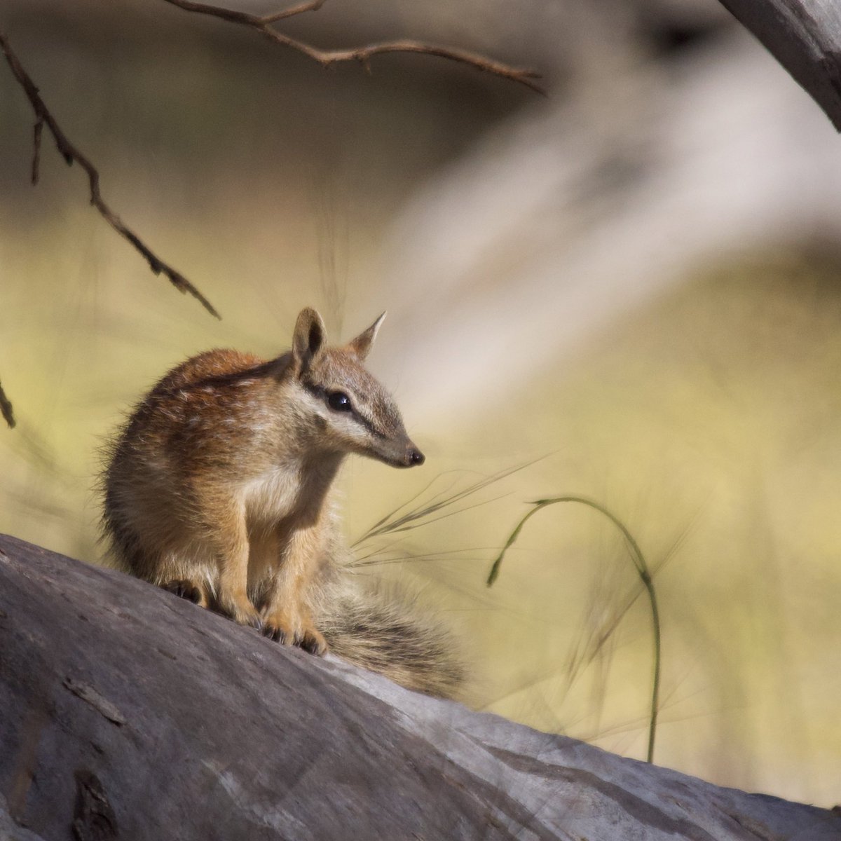 Judy_Dunlop's tweet image. Some #numbat moments from a weekend at #Dryandra. Collaborative #feralcat and fox control across the reserve and surrounding farmland has resulted in the population being at a 30-year high! 
Such great news for our faunal emblem
#WildOz