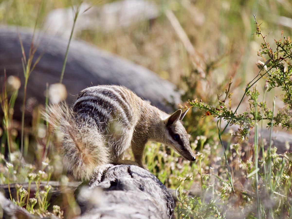 Judy_Dunlop's tweet image. Some #numbat moments from a weekend at #Dryandra. Collaborative #feralcat and fox control across the reserve and surrounding farmland has resulted in the population being at a 30-year high! 
Such great news for our faunal emblem
#WildOz