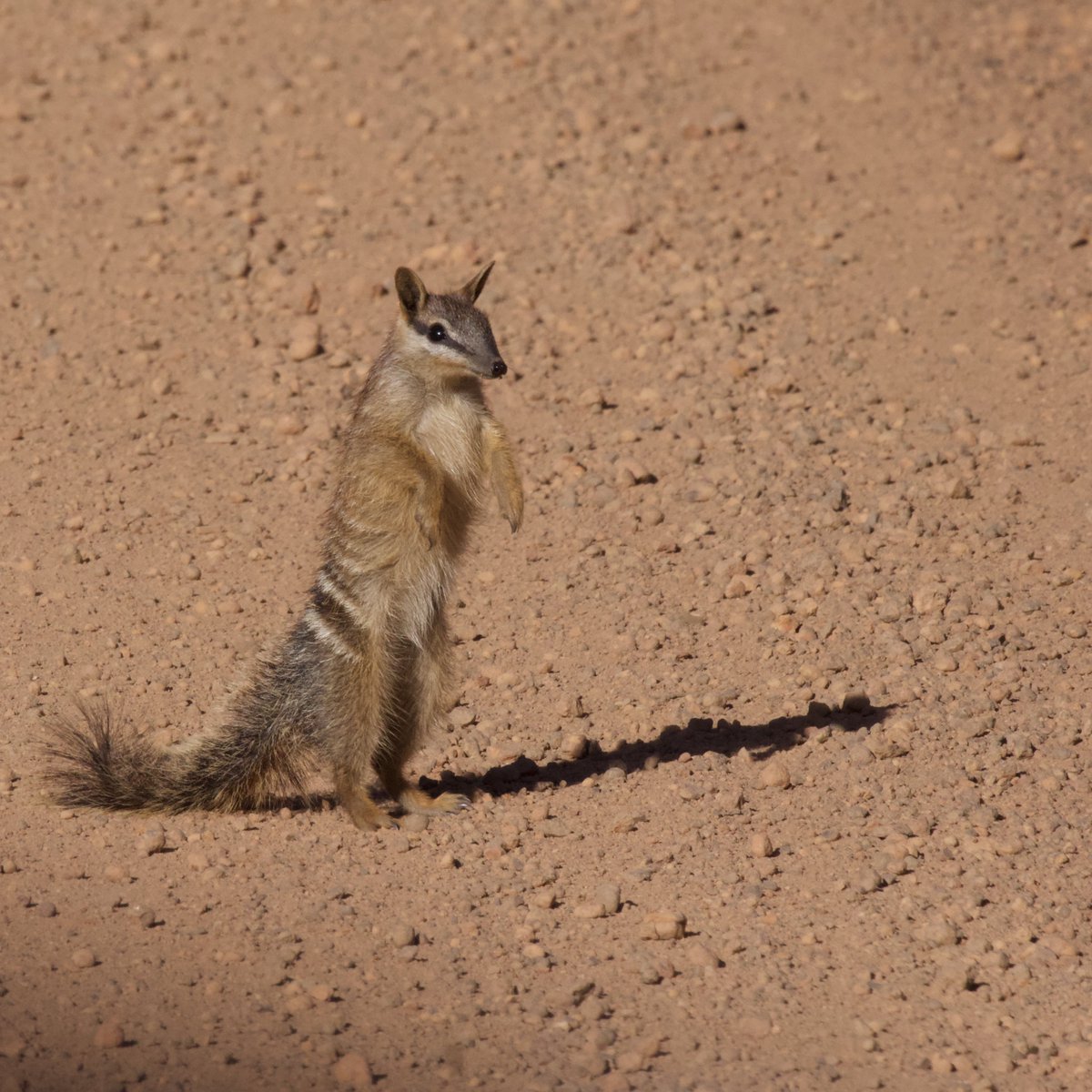 Judy_Dunlop's tweet image. Some #numbat moments from a weekend at #Dryandra. Collaborative #feralcat and fox control across the reserve and surrounding farmland has resulted in the population being at a 30-year high! 
Such great news for our faunal emblem
#WildOz