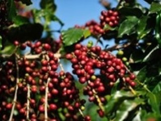 yanakacoffee's tweet photo. 今週のおすすめ
スタンプ２倍で販売
100円で２個
50個で500円引き
レッド ブルボン 1912
ブラジル
1912年に栽培された樹齢100年以上のブルボン種の樹。代々守り続けてきたセルトン農園のコーヒー。 芳ばしいナッツの様な香り。重厚なボディと仄かなチョコレートの後味
#コーヒー豆販売
#やなか珈琲 https://t.co/kDAN96rFPh