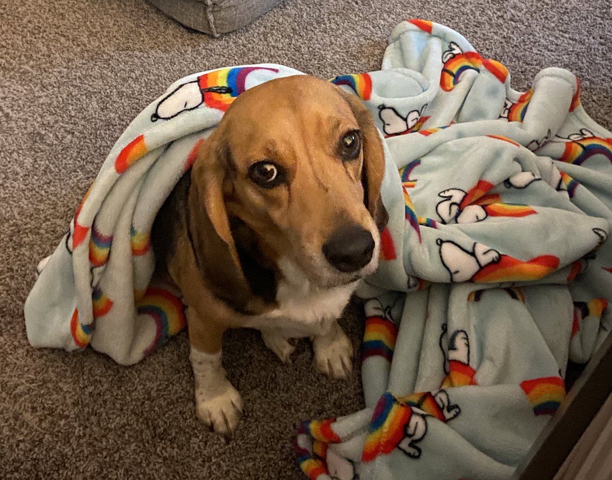 KellyCordingley's tweet photo. On behalf of all dog parents, I am begging @UberEats to stop using doorbells in their commercials. Photo of my doorbell-crazy Harry. https://t.co/x9Yz5BG3k2