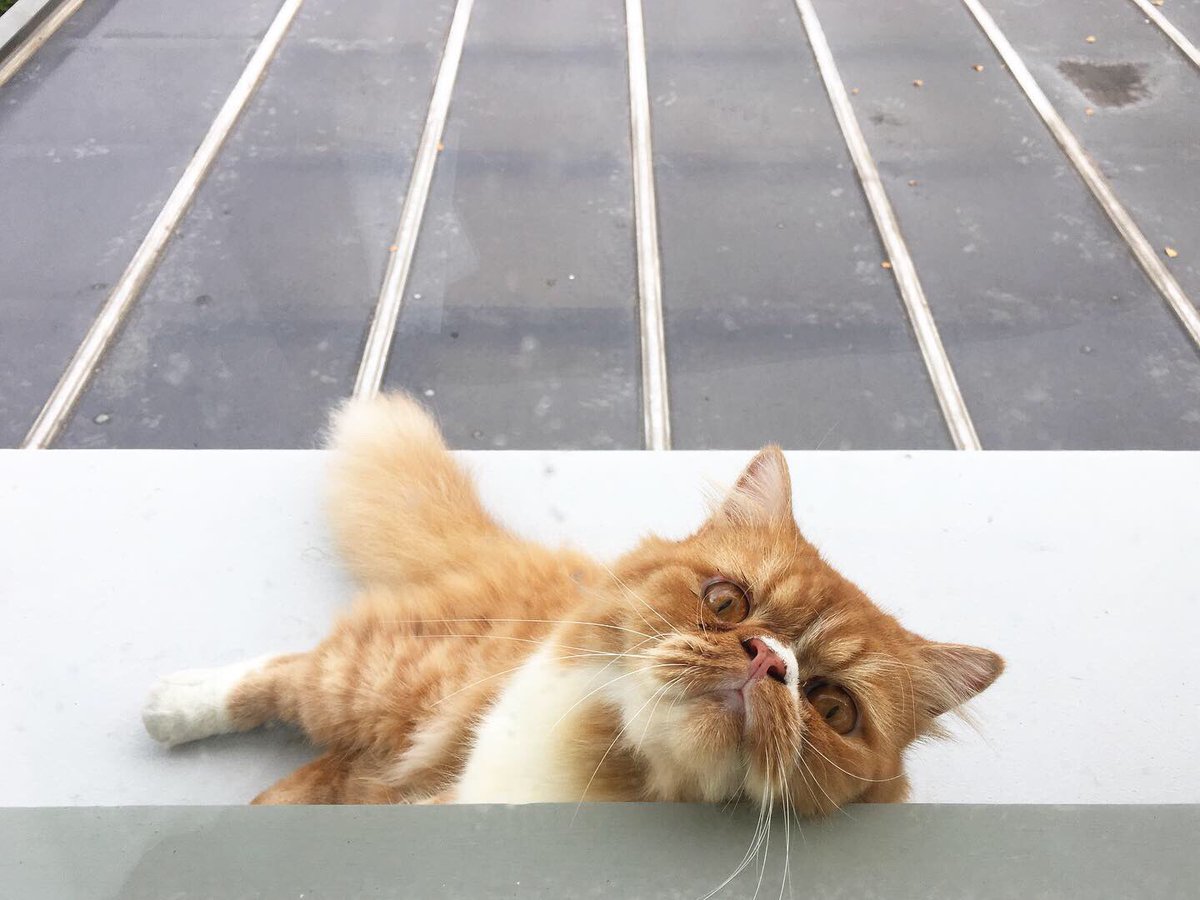 nop_oungbho's tweet photo. ทักทายเพื่อนบ้านยามเช้า 🐱 #home #cat #neighbourscat #regularguest #orangecat https://t.co/1PnhIWxguU
