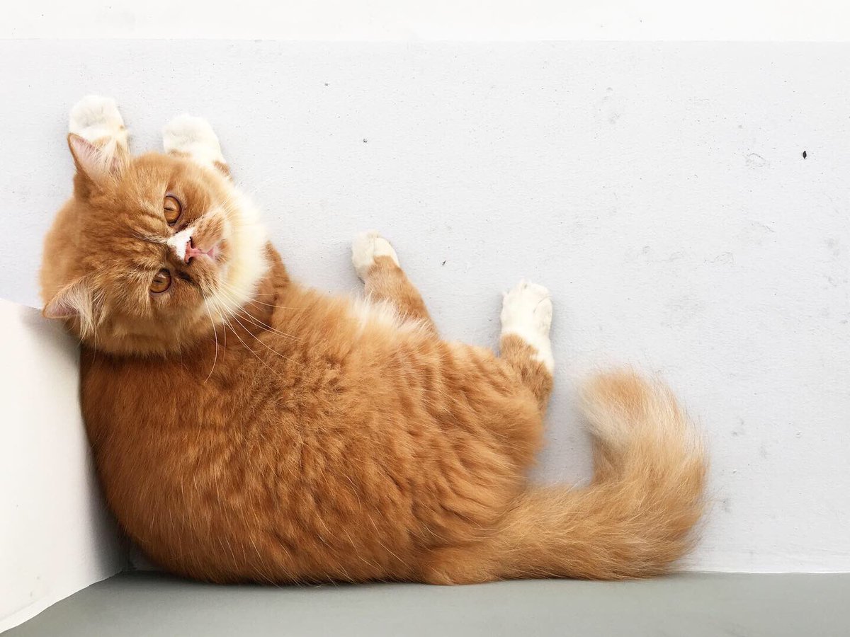 nop_oungbho's tweet photo. ทักทายเพื่อนบ้านยามเช้า 🐱 #home #cat #neighbourscat #regularguest #orangecat https://t.co/1PnhIWxguU