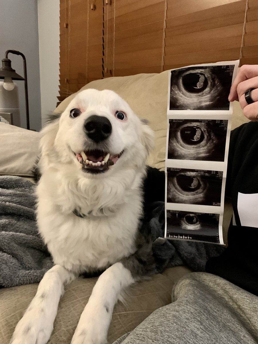 cayegg04's tweet photo. If Duke only knew 😂 Baby Prauner coming May 2022 https://t.co/ilVyysOMZf