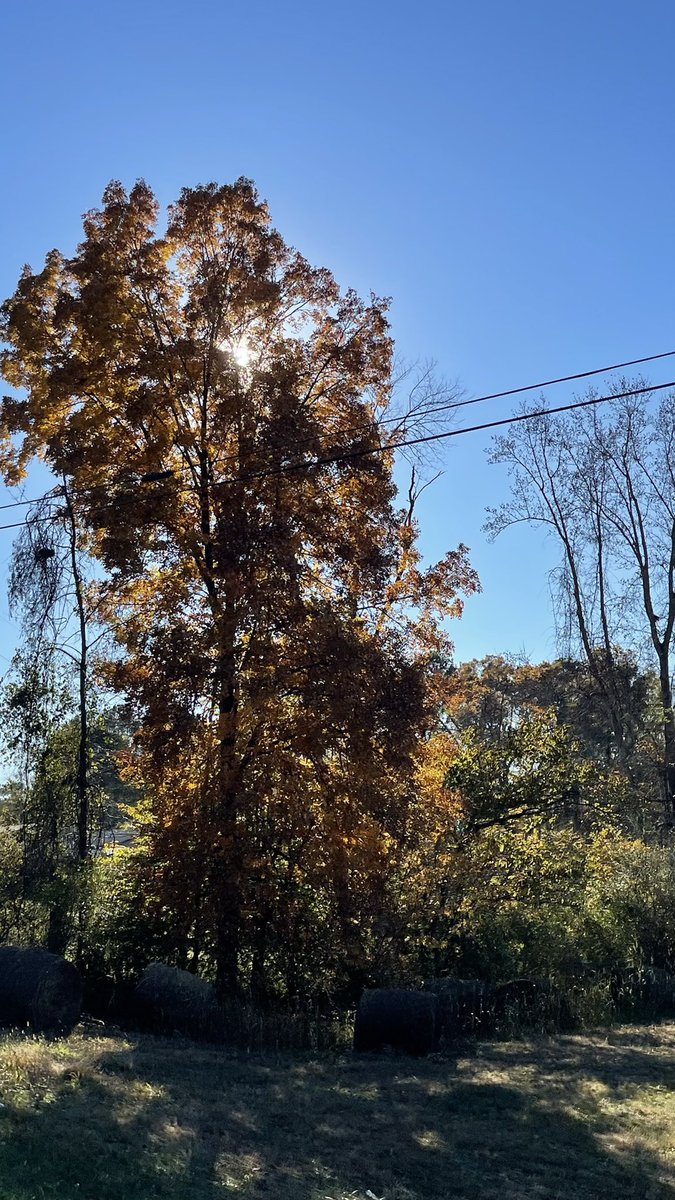 YarimCorreaPR's tweet photo. #Cookville #Tennessee #Fall https://t.co/aEKCA2sYhk