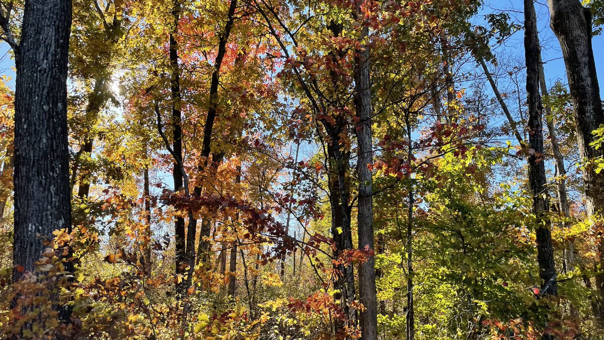YarimCorreaPR's tweet photo. #Cookville #Tennessee #Fall https://t.co/aEKCA2sYhk