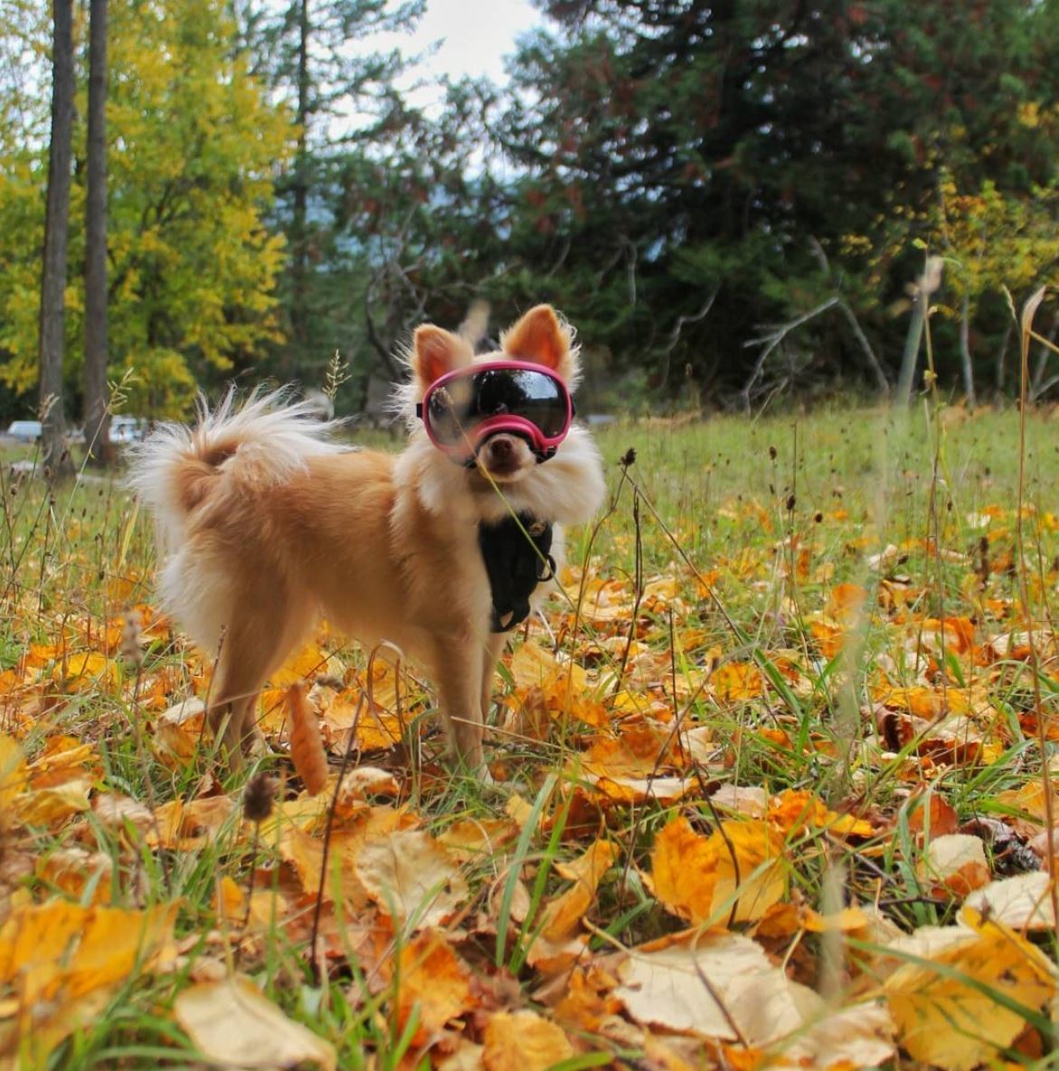 When you're ready for ski season but it's still fall. 📸: <a href="/hazelspack/">HAZEL SPACK</a>