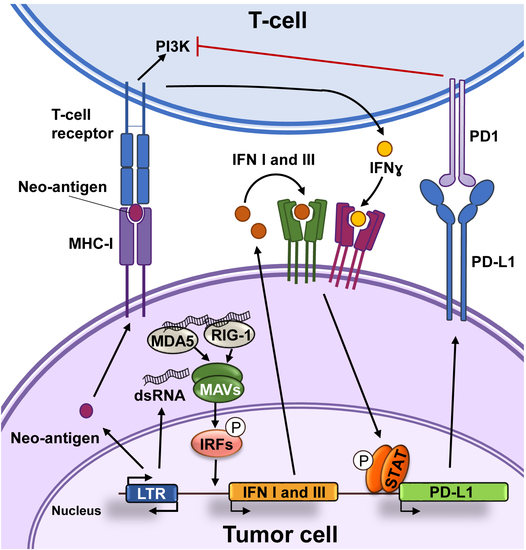 Epigenomes_MDPI's tweet photo. Epigenetic Regulation of the Non-Coding Genome: Opportunities for Immuno-Oncology https://t.co/sOP4xkboWB
#epigenetics #transposableelements #repetitiveelements #dsRNA #immunotherapy https://t.co/FJiEYYDxuN