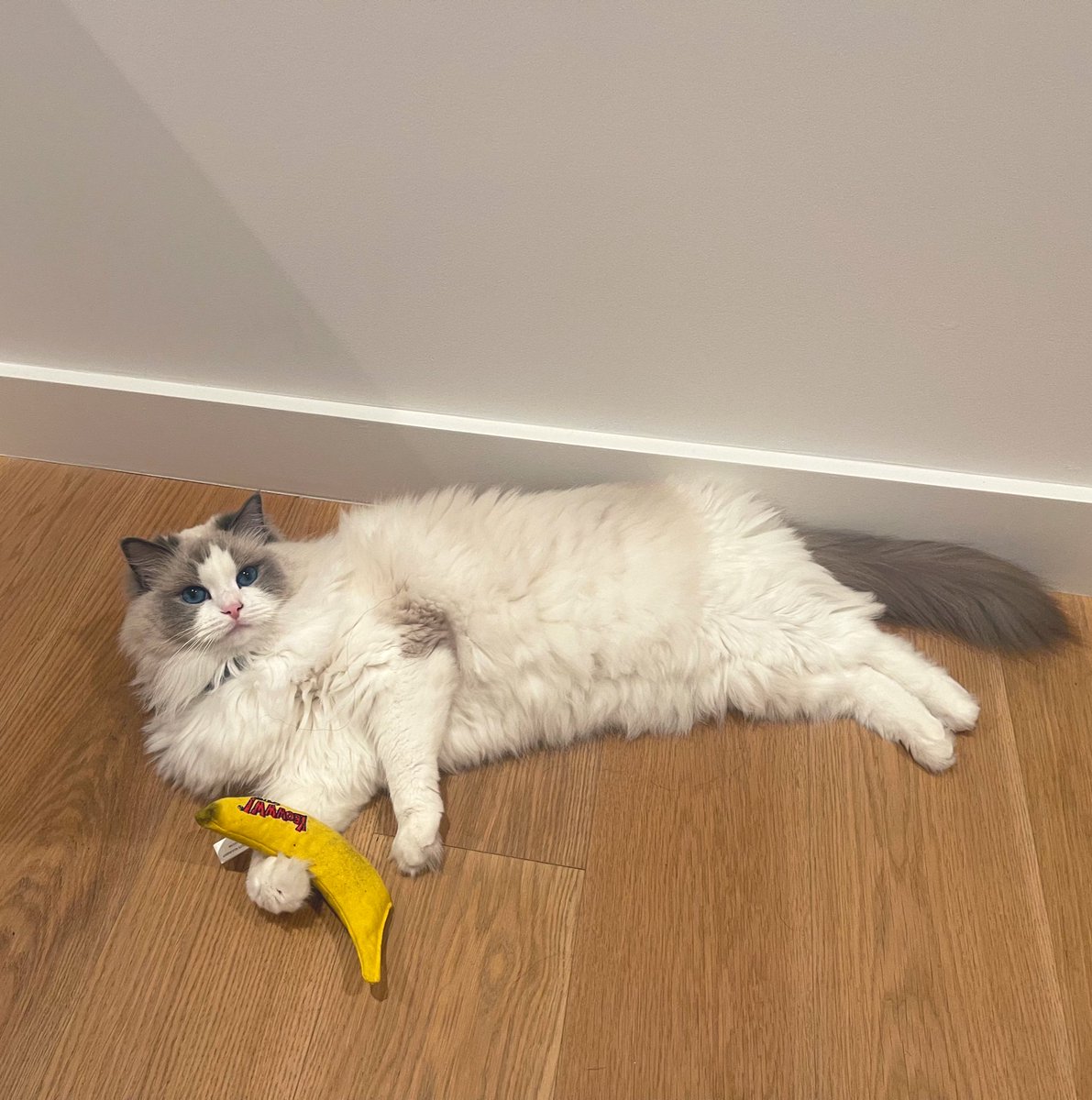 imane's tweet photo. big beautiful bitch https://t.co/i3hUXspOQa