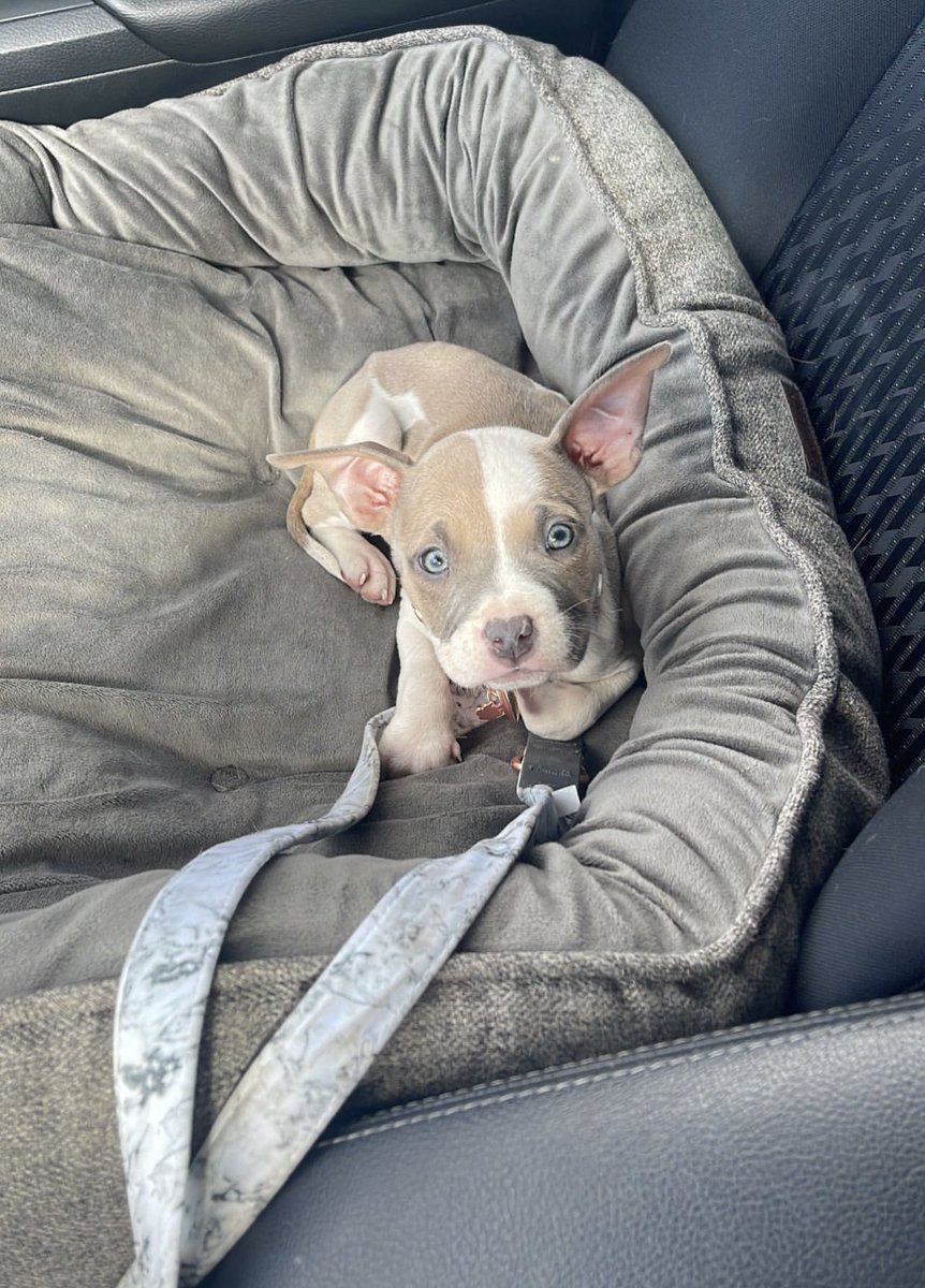 BBYSEVN's tweet photo. CChanel/ASH/MADD MAXX : say wassup to my babies 😍🔥 exotic bully pit bull 👎🏽🐶 https://t.co/IDTnsVegOx