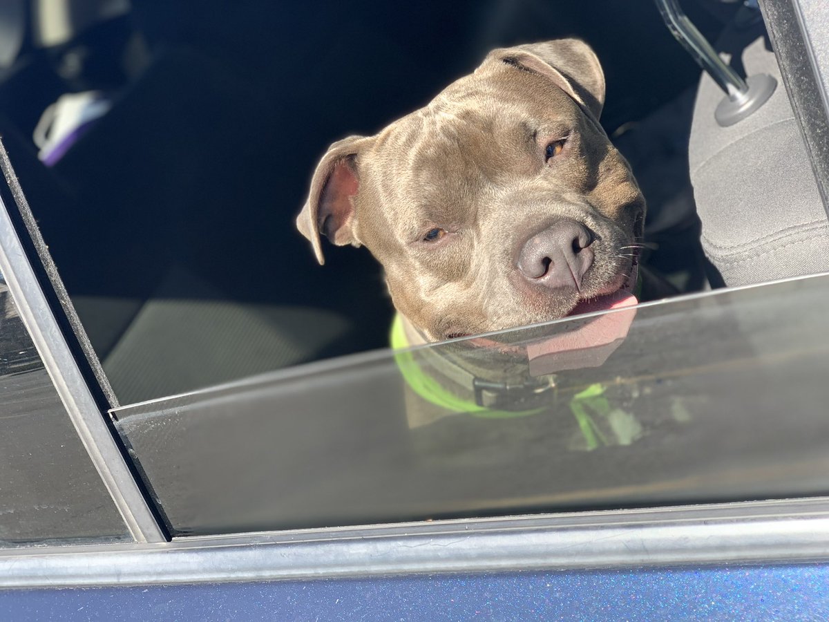 BBYSEVN's tweet photo. CChanel/ASH/MADD MAXX : say wassup to my babies 😍🔥 exotic bully pit bull 👎🏽🐶 https://t.co/IDTnsVegOx