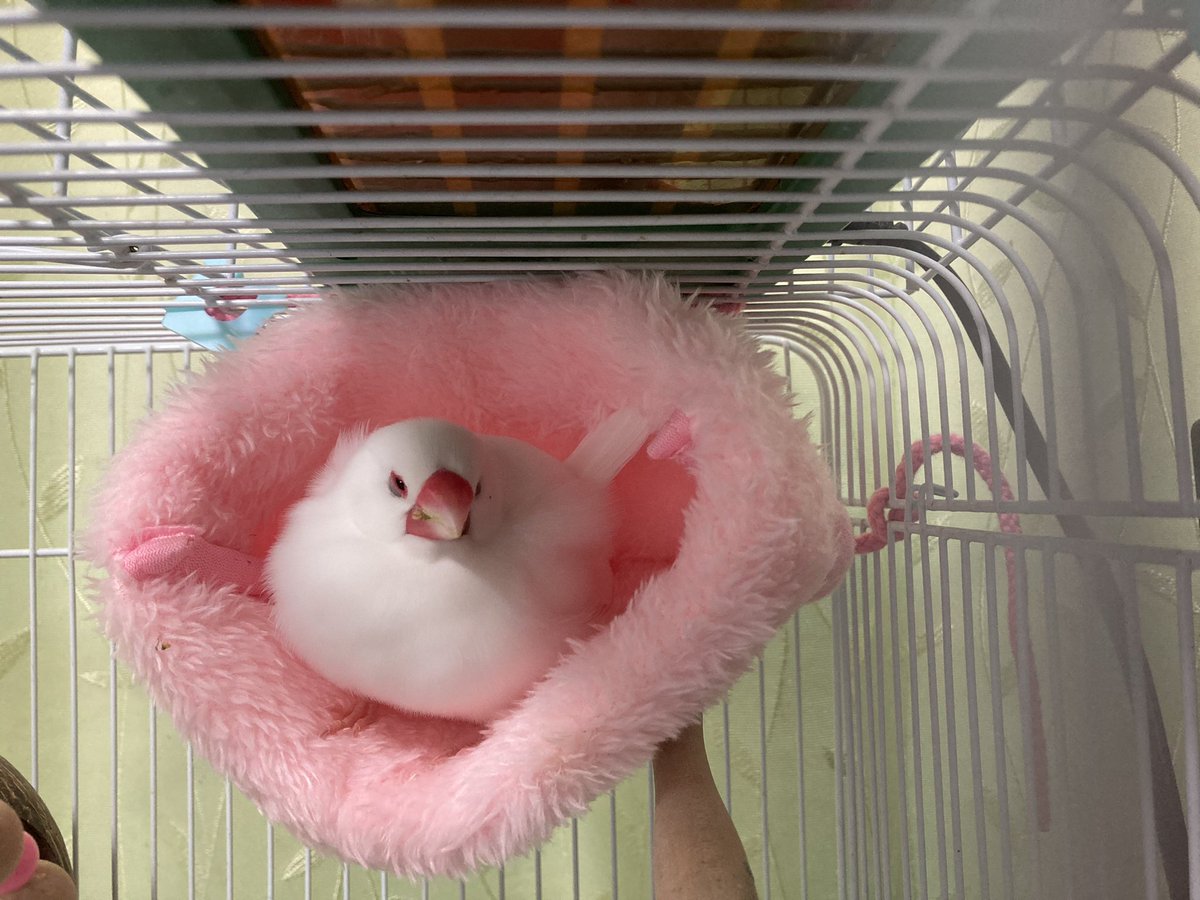 satsuki_open's tweet photo. 縦横比が狂って見えるおっちょさん。
#白文鳥 #文鳥 #もち文鳥 #buncho #Java_sparrow #やさしい鳥巣 https://t.co/cB5kPHLMk4