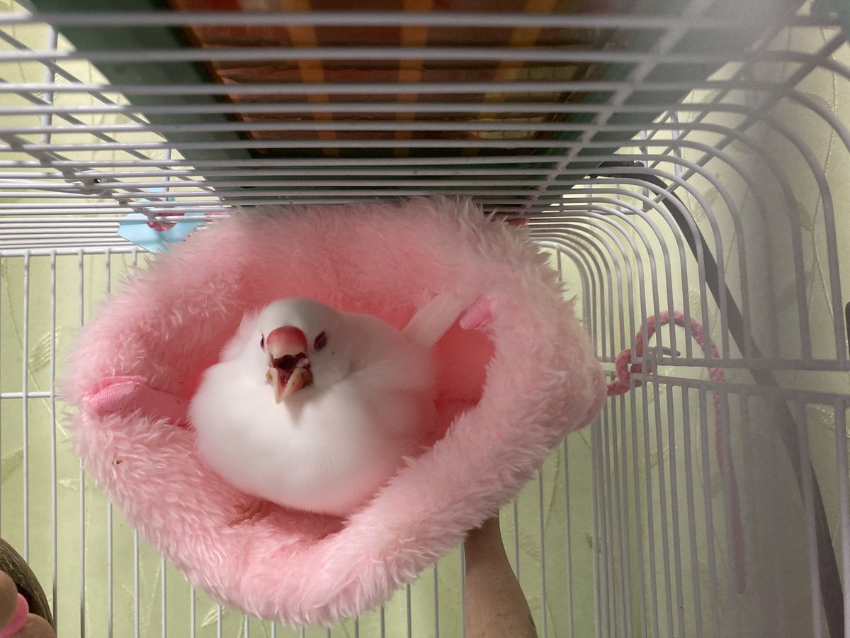 satsuki_open's tweet photo. 縦横比が狂って見えるおっちょさん。
#白文鳥 #文鳥 #もち文鳥 #buncho #Java_sparrow #やさしい鳥巣 https://t.co/cB5kPHLMk4