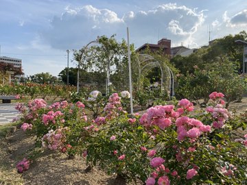 ばら公園 のバラの見ごろやバラまつりとバラ園情報 バラ園案内 バラの見ごろと開花状況