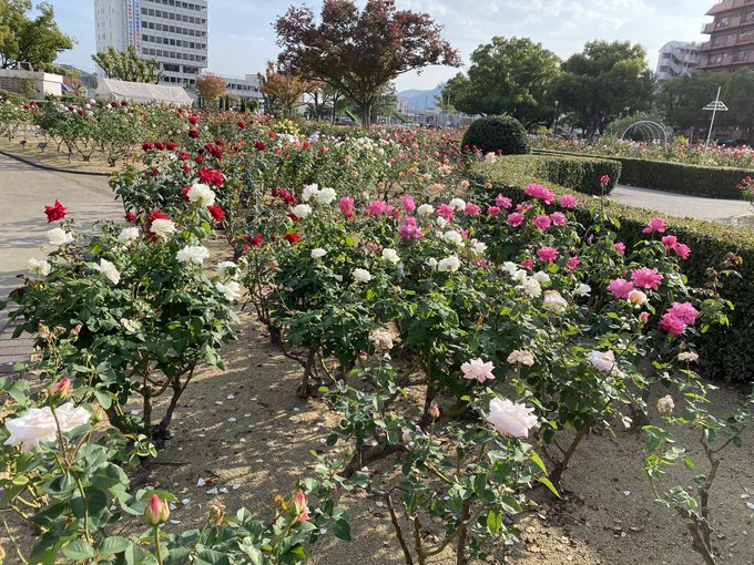 ばら公園 のバラの見ごろやバラまつりとバラ園情報 バラ園案内 バラの見ごろと開花状況