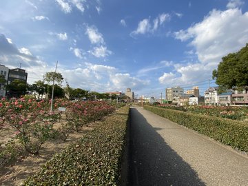 ばら公園 のバラの見ごろやバラまつりとバラ園情報 バラ園案内 バラの見ごろと開花状況