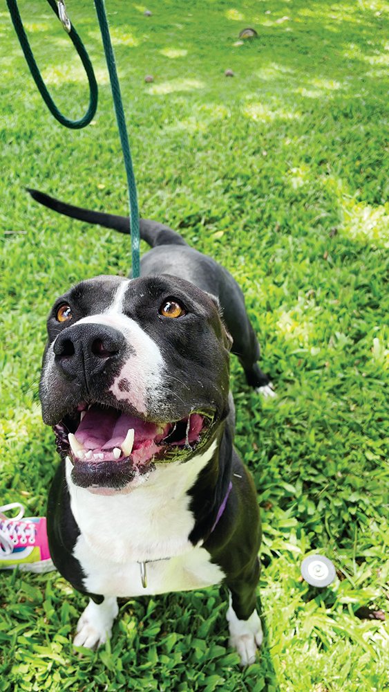 Luna is a 5-year-old pit bull mix brought to @hawaiianhumane when her former owners were unable to continue her care. She is an energetic and fun-loving lady who loves to be around people. Find out how to adopt her at hawaiianhumane.org. #midweekhawaii #hawaii