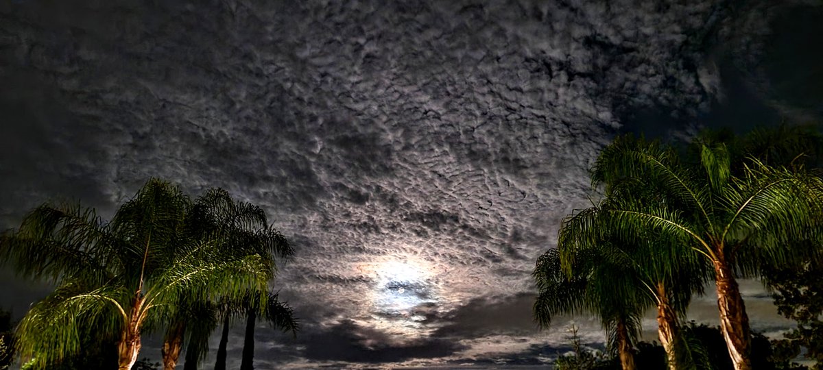 andyjump1118's tweet photo. #moonscape with #altocumulusclouds #streaming overhead with lighted #palmtrees from the neighbors house. This ended up being a #moonbow my 1st time #capturing it. Taken on 10/20/21 @StormHour @NWSHanford @StormHourMark @ACloudReporter @CloudAppSoc @RMetS #wxspotter #moonshot https://t.co/MXcTOqnZl8