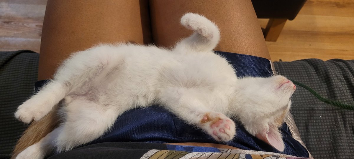 sailorxtasy's tweet photo. Just using me all day as a bed. #tittykitty https://t.co/qELECeBGmj
